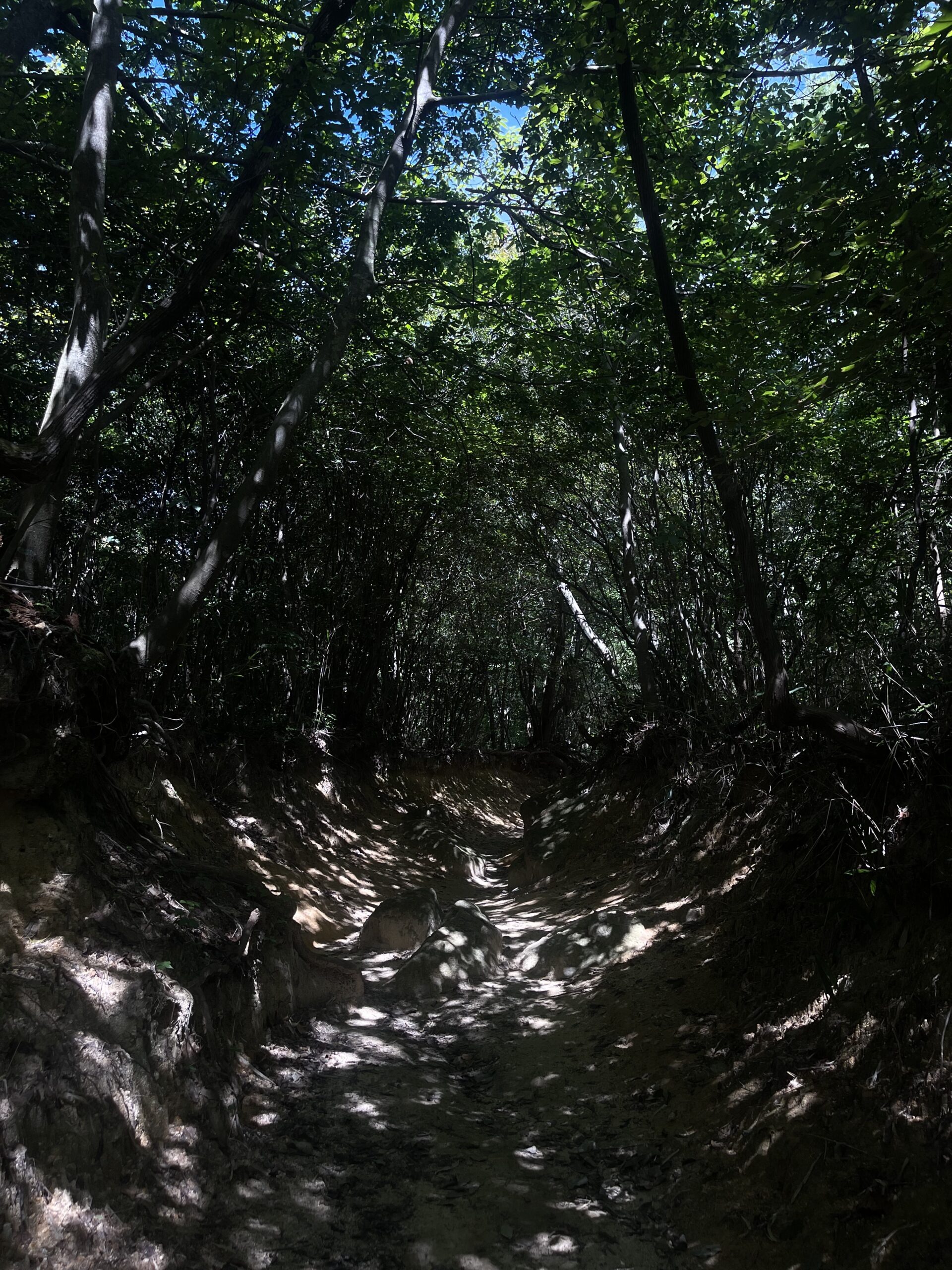 六甲山 ハレノヒ