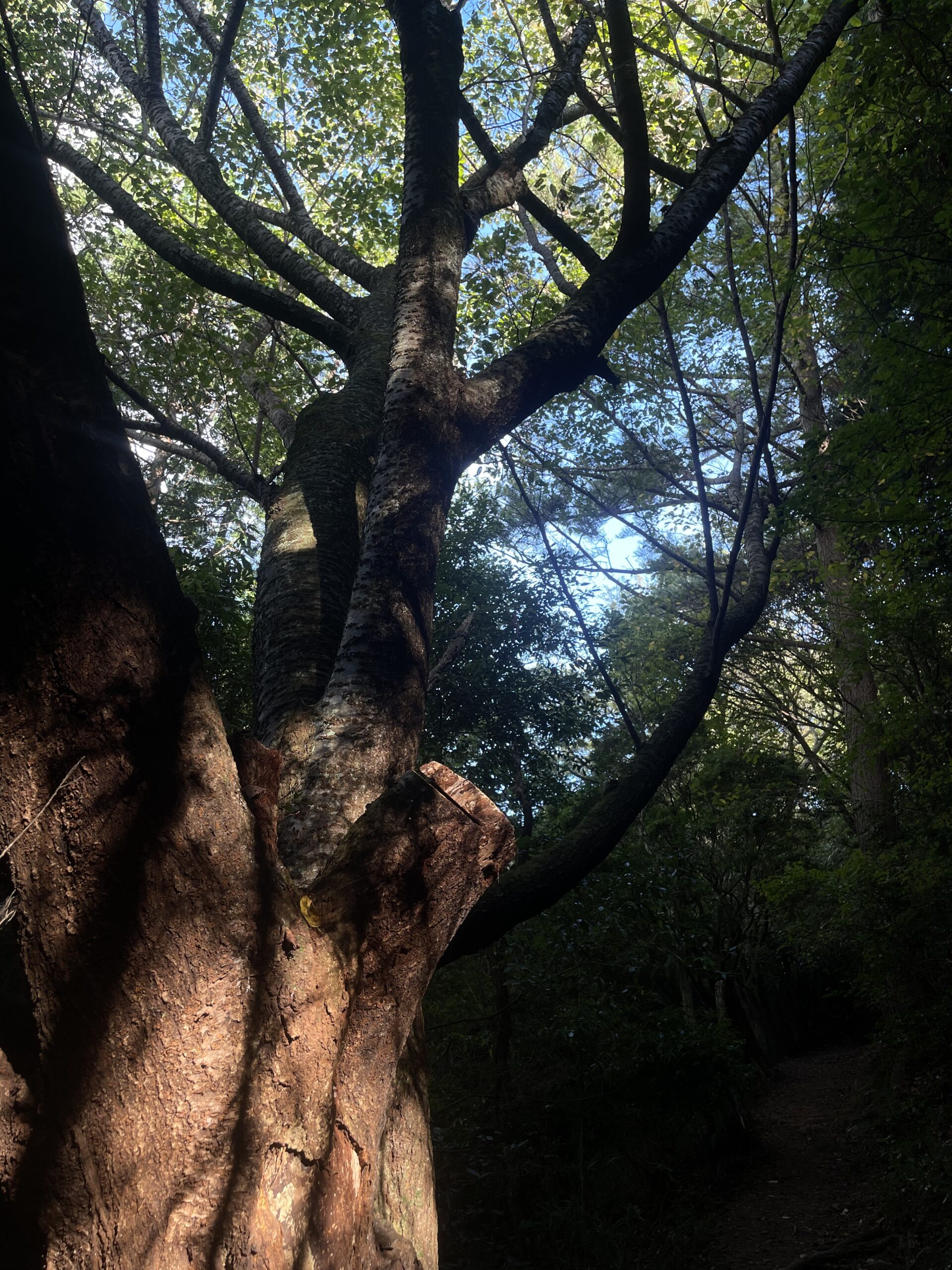 六甲山　五感で感じる学び